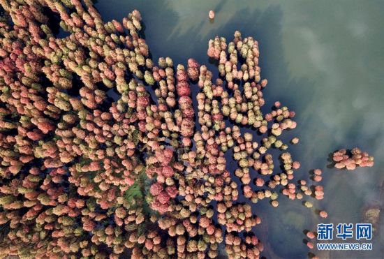 #（环境）（1）浙江余姚：杉红似火犹未尽
