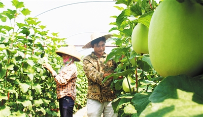 乐东黎族自治县佛罗镇福塘村哈密瓜大棚。 本报记者 武威 通讯员 林东 摄