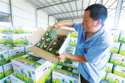 在乐东黎族自治县尖峰万钟综合种植园，工人在打包刚采摘的新鲜金菠萝准备外销。 本报记者 张茂 摄