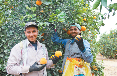2017年埃及对华出口鲜橙达10.1万吨 成为中国鲜橙进口第三大来源地