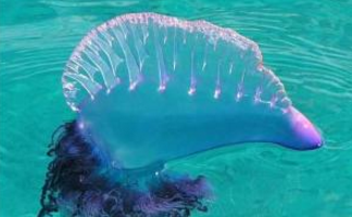 游玩泰国湾海域要小心剧毒水母