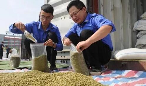 中国首趟进口乌兹别克斯坦绿豆专列在西安港开箱查验2