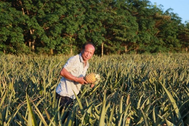 大致坡镇果农符致壮在采摘成熟的菠萝。新华社记者 王海洲 摄