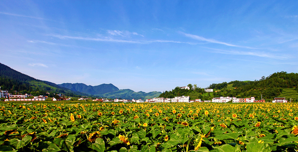 古藺縣大寨鄉 黃富強攝