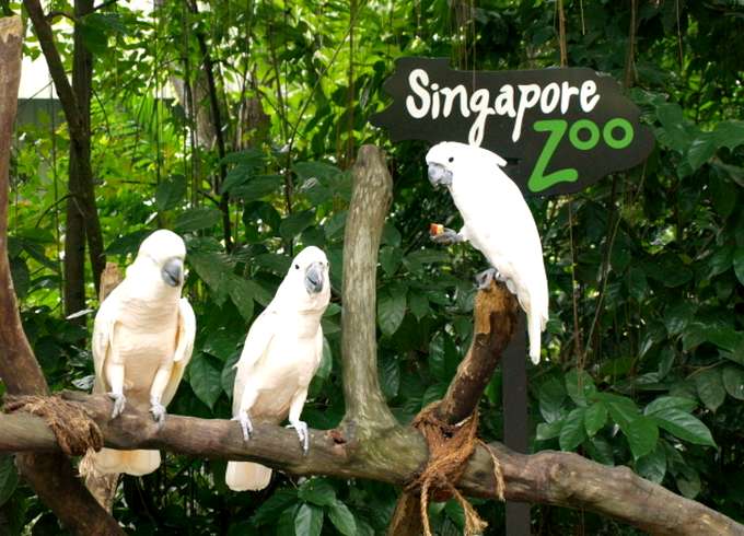 1490772905_singapore-zoo