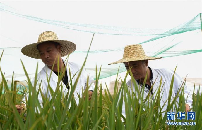 科研人员在海南农垦南繁产业集团有限公司位于三亚的试验田内查看水稻生长情况（11月14日摄）。 新华社记者杨冠宇摄
