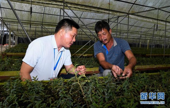 工作人员在海南农垦八一总场有限公司内的石斛基地检查石斛生长情况（11月13日摄）。新华社记者杨冠宇摄