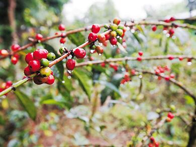从埃塞俄比亚塔普到中国广东 一粒咖啡豆的一带一路之旅4
