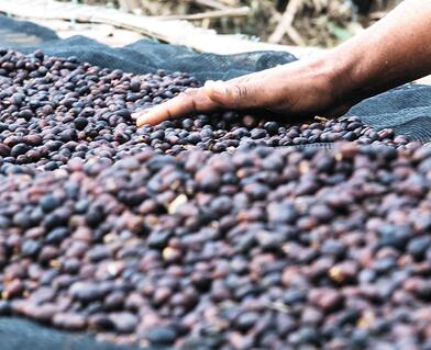从埃塞俄比亚塔普到中国广东 一粒咖啡豆的一带一路之旅5
