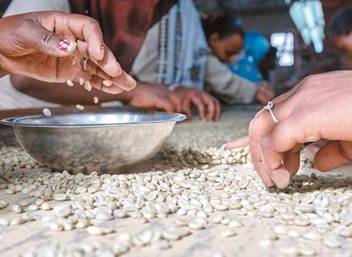 从埃塞俄比亚塔普到中国广东 一粒咖啡豆的一带一路之旅6