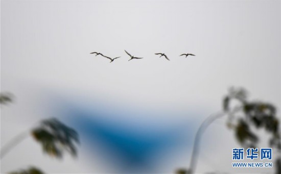 （环境）（4）早春琵鹭飞