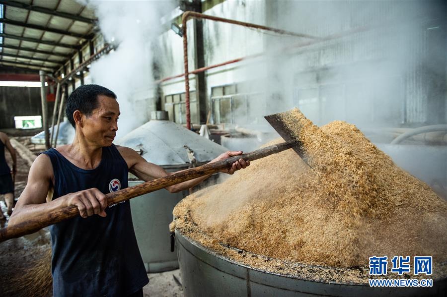 大暑临近酿酒忙