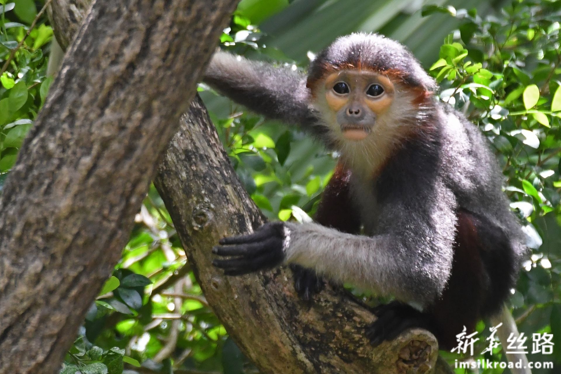 这是2月18日在新加坡动物园拍摄的白臀叶猴幼崽新华社发(邓智炜摄)
