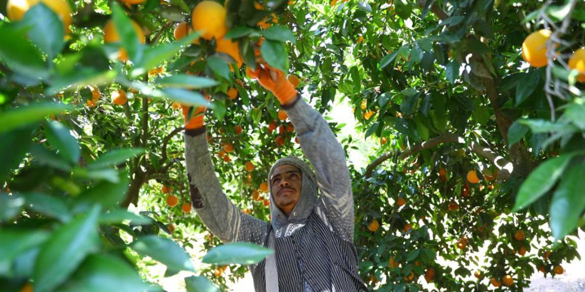 在埃及布海拉省，一名男子在农场里收获橙子。.jpg