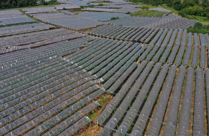 grape planting base in Hunan.jpg