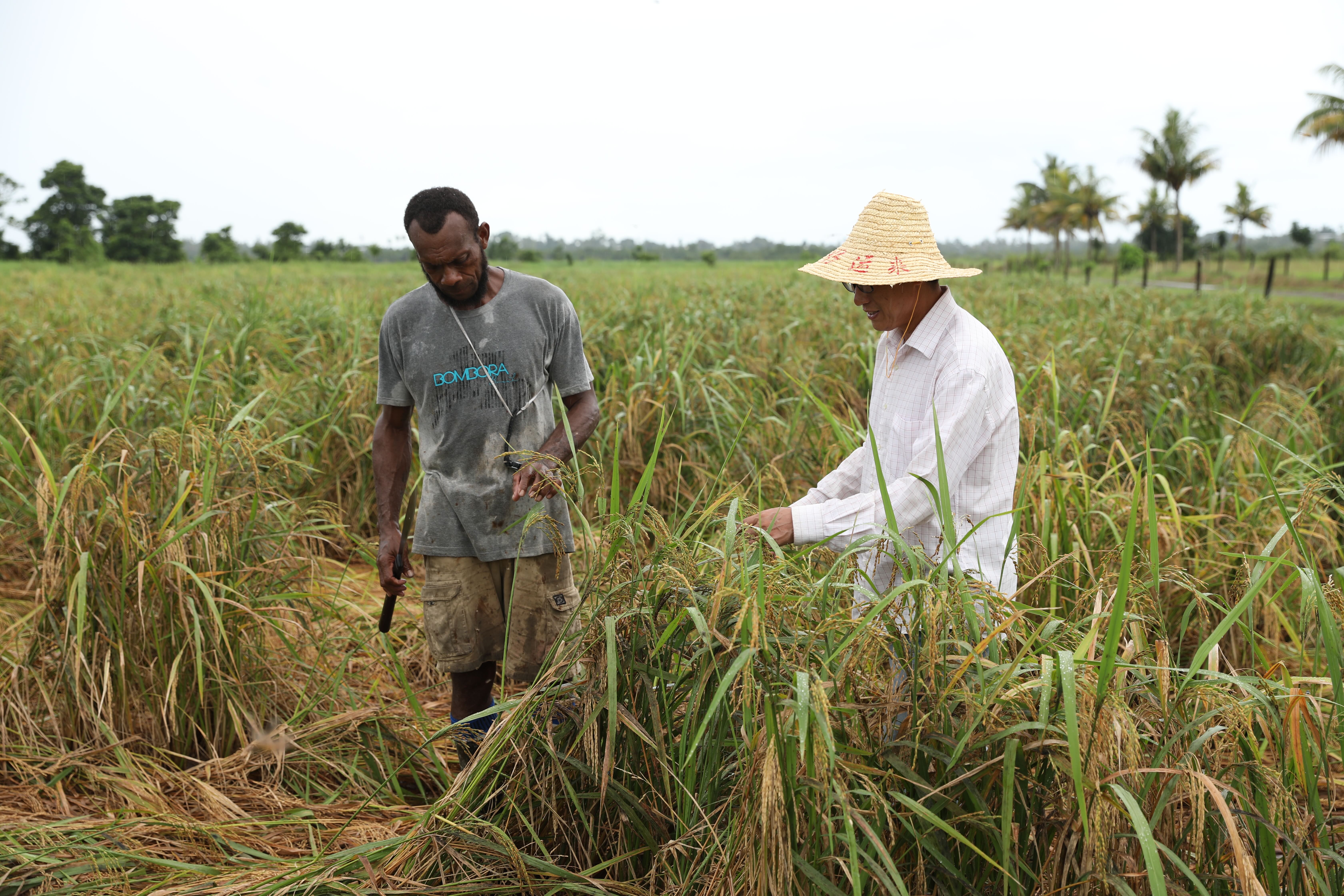 通讯：中国水稻专家助力斐济大米自给计划