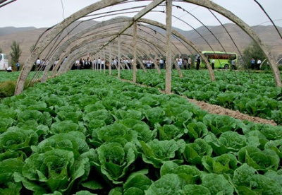 七里河全区蔬菜面积达到13.42万亩