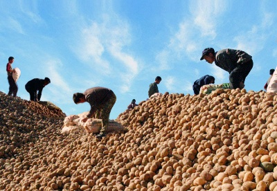 陇西县建成绿色食品原料（马铃薯）生产基地