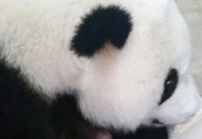 中马友谊添“福星” 旅马大熊猫产下第二只宝宝