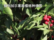 智利出口樱桃的近84%来了中国
