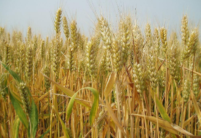 伊朗小麦年产量有望超过1400万吨