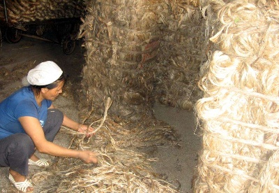 孟加拉黄麻行业原材料短缺