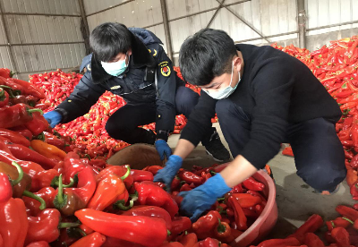 安徽和县：民间自发捐赠22吨辣椒驰援武汉