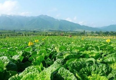 贵州蔬菜产业：丰富市民菜篮子 鼓起农民钱袋子