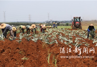 雷州调风千亩凤梨基地开种  连顷赤壤铺绿毯 半边瑟瑟半边红
