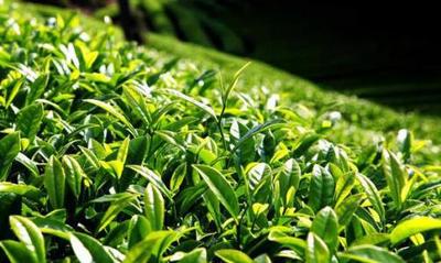 第12届贵州茶文化节暨茶产业博览会5月28日举行