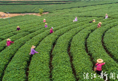 湛江市茶产业迈过“寒冬”  春光正好  春茶向暖