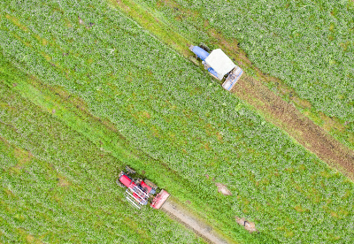 安徽肥东：种花养田有补贴 藏粮于地可持续