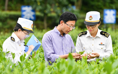 一季度贵州茶叶出口总值2236万元 同比增长24.1%
