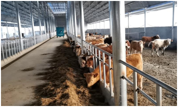安徽凤阳：肉牛养殖助力脱贫增收