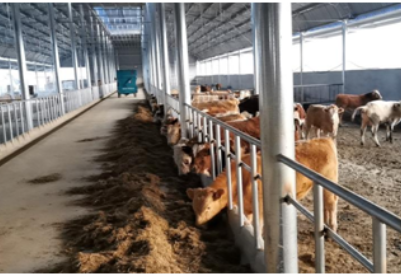 安徽凤阳：肉牛养殖助力脱贫增收