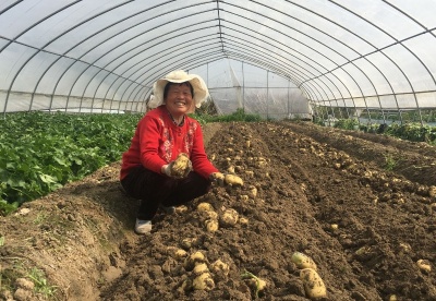 安徽肥东：土豆上市早   农户收益高