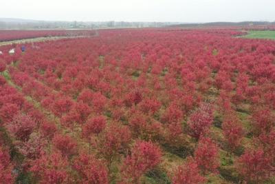 安徽来安：千亩海棠竞芳菲