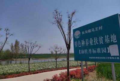 安徽泗县：扶贫牡丹绘就“绿富美”生态画卷