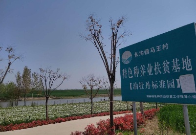安徽泗县：扶贫牡丹绘就“绿富美”生态画卷
