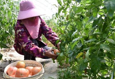 安徽巢湖：1.2万亩番茄喜上市 丰富百姓“菜篮子”