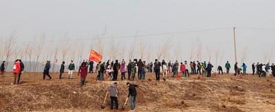 ​540人携手植树 莲花山添绿3000株