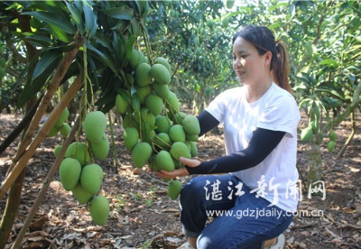 广东雷州市覃斗芒果产业发展新飞跃