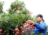 越南力争完善所需手续 尽早对日本出口新鲜荔枝