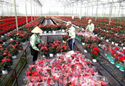 越南林同省为花卉业疏解困难