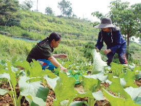 泰国财政部启动500亿援农贷款计划