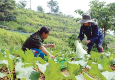 泰国财政部启动500亿援农贷款计划