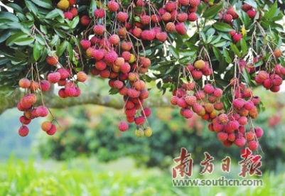 广东廉江荔枝迎来丰收年靓荔压满枝 甜蜜在心头