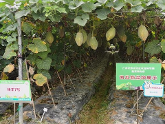 中国（广西）—东盟蔬菜新品种博览会举办