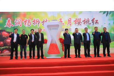 2020肥东樱桃采摘节开幕  占地面积超4000亩的樱桃园等你来采摘
