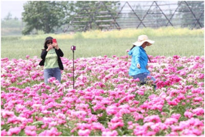安徽泗县：芍药花开点亮“美丽乡村”